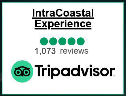 TripAdvisor Badge 900 Excellent Reviews for ICX
